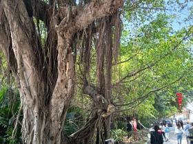 新会侨乡美景:榕林绿道醉游人