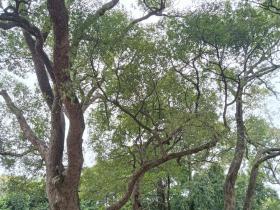 鹤山最古老的樟树:她今年650岁啦!