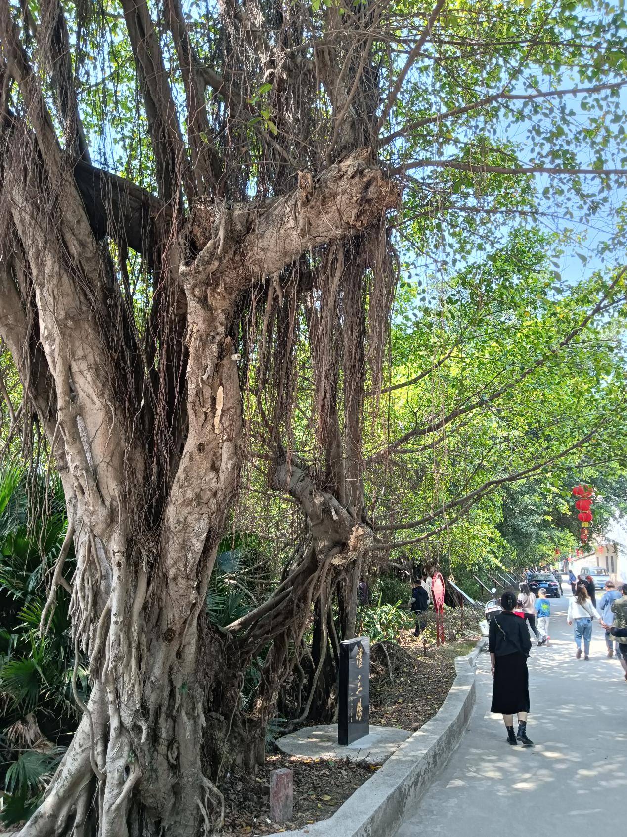 新会侨乡美景：榕林绿道醉游人-图片1